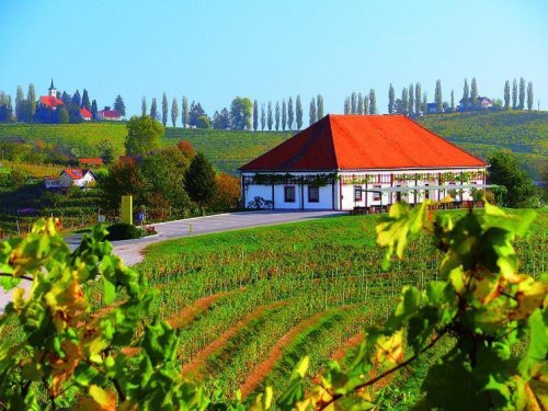 Ze slovinského Toskánska k vinicím u Jadranu