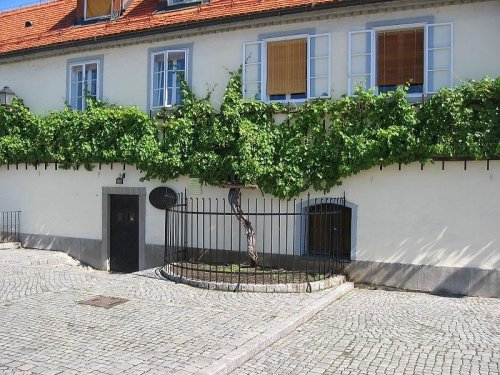 Ze slovinského Toskánska k vinicím u Jadranu