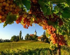 Ze slovinského Toskánska k vinicím u Jadranu