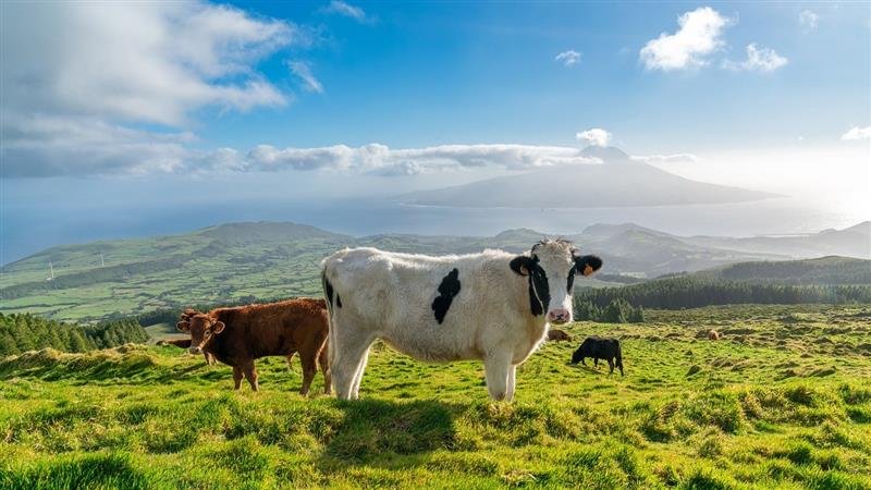 Azorské ostrovy São Miguel a Santa Maria