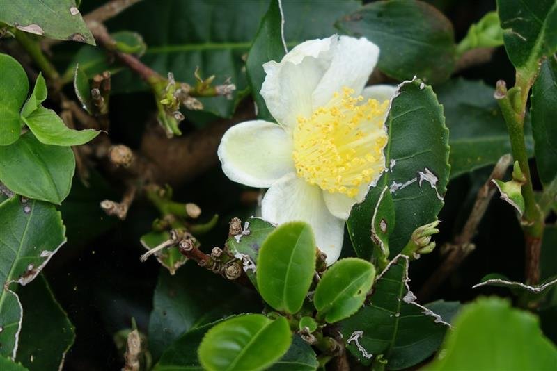 Azorské ostrovy São Miguel a Santa Maria