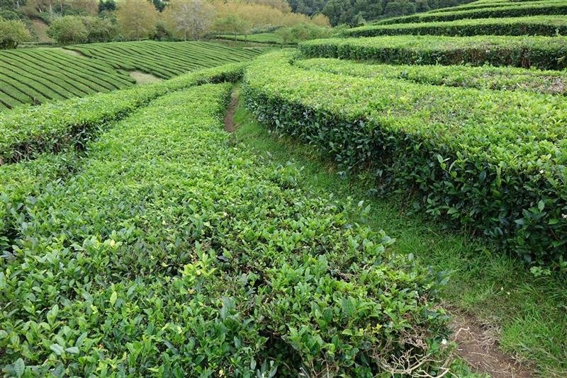 Azorské ostrovy São Miguel a Santa Maria