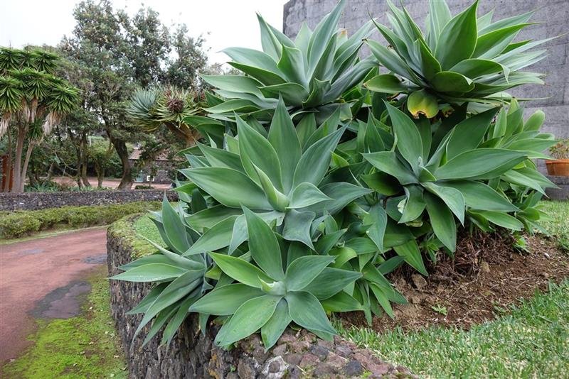 Azorské ostrovy São Miguel a Santa Maria