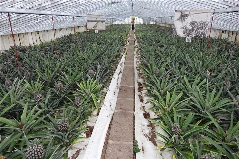 Azorské ostrovy São Miguel a Santa Maria