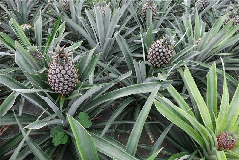 Azorské ostrovy São Miguel a Santa Maria