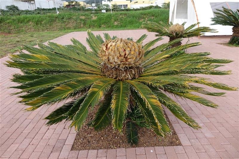 Azorské ostrovy São Miguel a Santa Maria