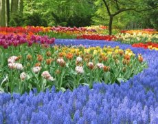 Krásy Holandska a květinové korzo