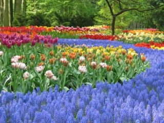 Krásy Holandska a květinové korzo