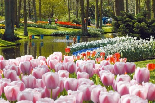 Rozkvetlé Holandsko, země mlýnů, dřeváků a sýrů