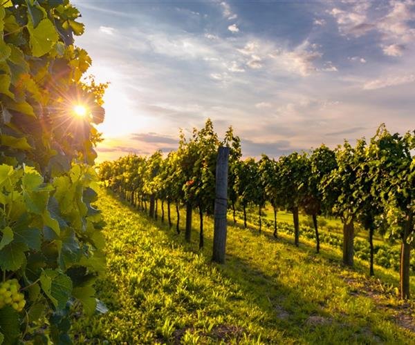 SLOVINSKO & VILE PARK PREMIUM Mořská Laguna