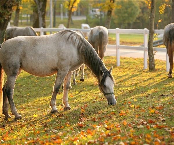 SLOVINSKO & VILE PARK PREMIUM Mořská Laguna