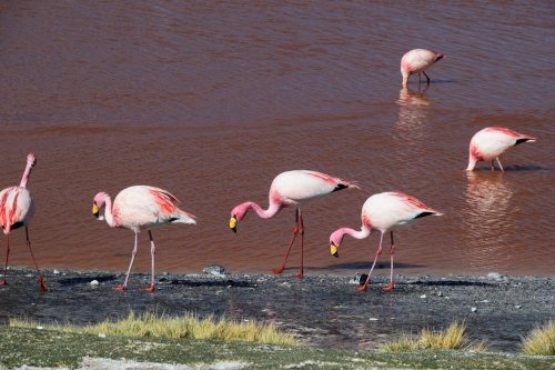 Argentina, Chile, Bolívie