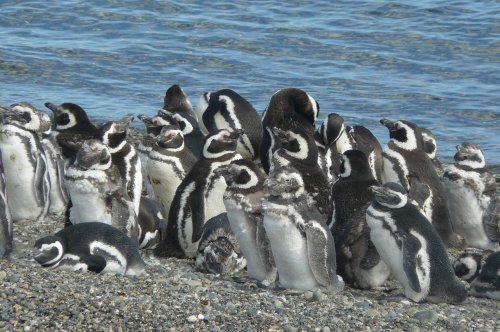 Led a oheň Patagonie