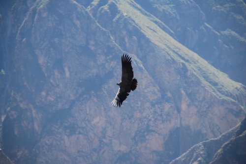 Napříč Peru za 2 týdny