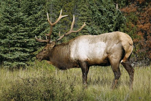 KANADA - ZE SKALNATÝCH HOR K PACIFIKU, podzimní barvy