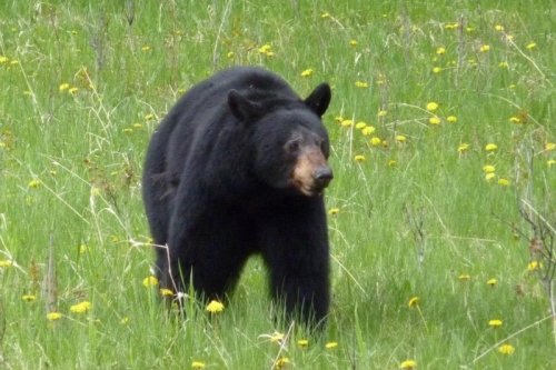 KANADA - ZE SKALNATÝCH HOR K PACIFIKU, podzimní barvy