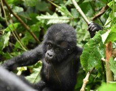 Uganda - Perla Afriky
