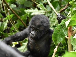 Uganda - Perla Afriky