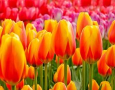 Holandsko - Květinové Korzo