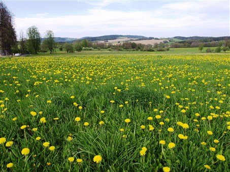 Krásy Šumavy, hory, jezera a slatě i Bavorský les