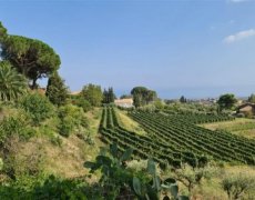 Sicílie - velký okruh nejen pro milovníky vína