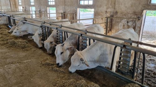 Vína dóžat a renesance pod toskánským sluncem