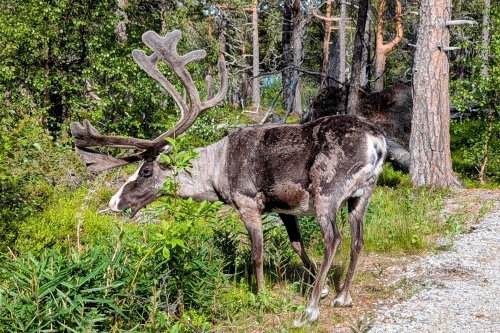 VLAKEM NA SEVER do švédského Laponska