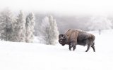 Katalog zájezdů, USA - Divoká Montana - Lyžování a Yellowstone na sněhu