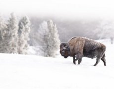 USA - Divoká Montana - Lyžování a Yellowstone na sněhu