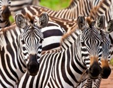 Keňa – Kombinace Safari a Bílých Pláží