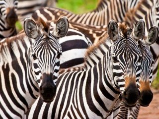 Keňa – Kombinace Safari a Bílých Pláží