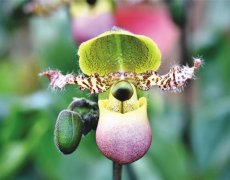 Výstava orchidejí a tillandsií s návštěvou čokoládovny Heindl