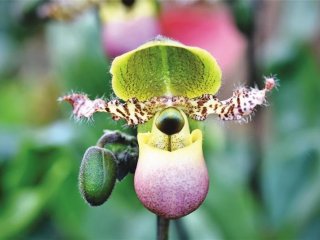 Výstava orchidejí a tillandsií s návštěvou čokoládovny Heindl