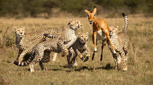 Keňa: příběh lvice Elsy s českým průvodcem