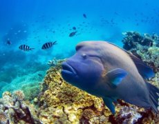 Velká cesta Austrálií