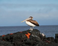 Ekvádor a Galapágy