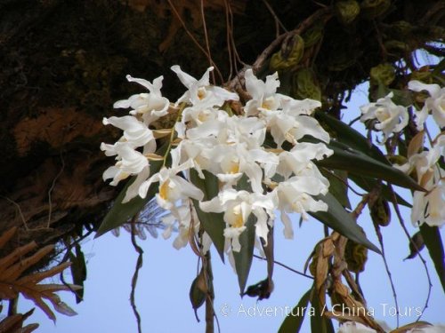 Nepál – Vánoce a Silvestr s turistikou