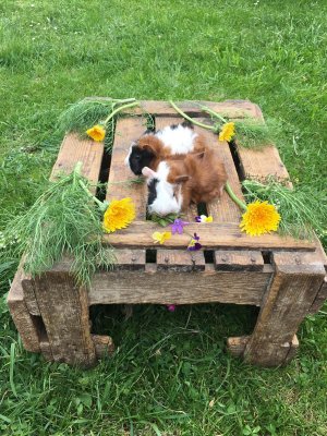 Apartmánový dům Grubermühle