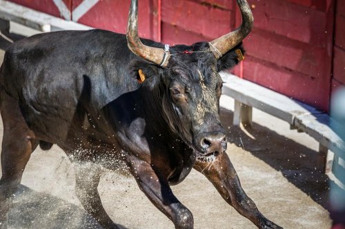 Velikonoční Provence se slavností býků