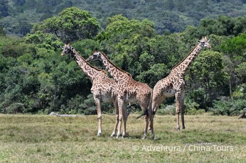 Tanzanie – silvestrovský výstup na Kilimandžáro