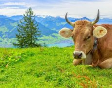 Lehká turistika ve Švýcarsku