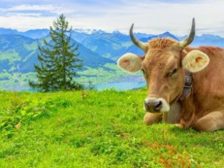 Lehká turistika ve Švýcarsku Lehká turistika ve Švýcarsku