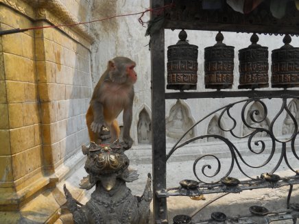 Nepál - Bhutan - Indie