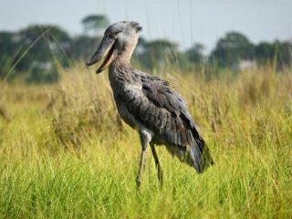 Gorily, Pygmejové, Tanganika a čaj