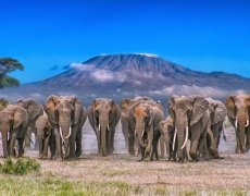 KEŇA – SVĚTOVÉ SAFARI V ZEMI MASAJŮ