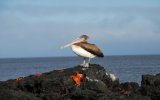 Ekvádor, Galapágy a all inclusive v Panamě, Ekvádor a Galapágy Ekvádor a Galapágy