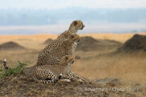 Keňa – safari pod Mount Kenya