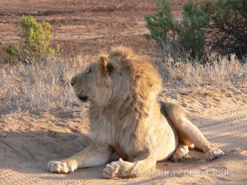 Keňa – safari pod Mount Kenya