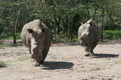 Keňa – safari pod Mount Kenya