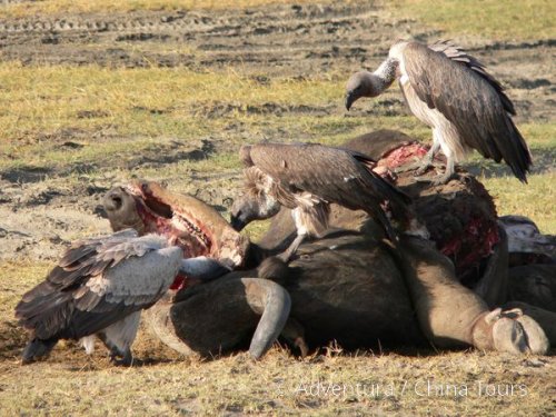Keňa – safari pod Mount Kenya